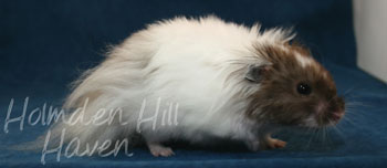 Skeebo- Extreme Dilute Black Recessive Dappled Longhaired Syrian Hamster