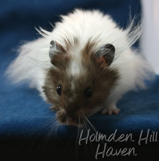 Skeebo- Extreme Dilute Black Recessive Dappled Longhaired Syrian Hamster