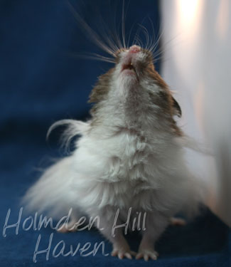 Skeebo- Extreme Dilute Black Recessive Dappled Longhaired Syrian Hamster