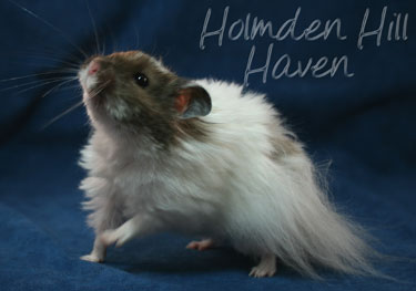 Skeebo- Extreme Dilute Black Recessive Dappled Longhaired Syrian Hamster