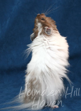 Skeebo- Extreme Dilute Black Recessive Dappled Longhaired Syrian Hamster