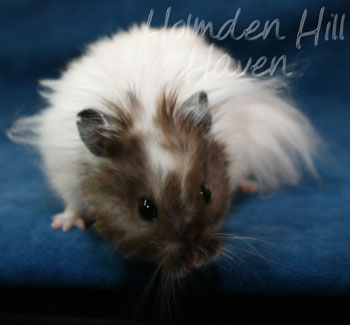 Skeebo- Extreme Dilute Black Recessive Dappled Longhaired Syrian Hamster