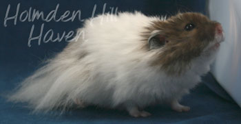 Skeebo- Extreme Dilute Black Recessive Dappled Longhaired Syrian Hamster