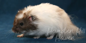 Skeebo- Extreme Dilute Black Recessive Dappled Longhaired Syrian Hamster