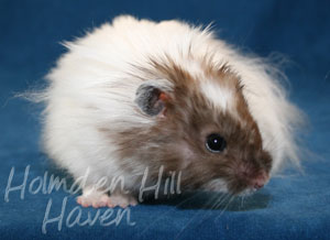 Skeebo- Extreme Dilute Black Recessive Dappled Longhaired Syrian Hamster