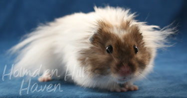 Skeebo- Extreme Dilute Black Recessive Dappled Longhaired Syrian Hamster