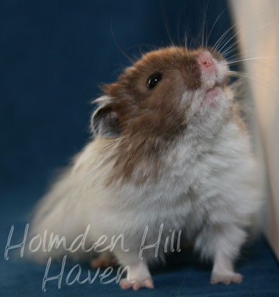 Skeebo- Extreme Dilute Black Recessive Dappled Longhaired Syrian Hamster