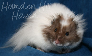 Skeebo- Extreme Dilute Black Recessive Dappled Longhaired Syrian Hamster