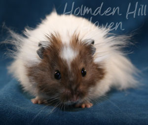 Skeebo- Extreme Dilute Black Recessive Dappled Longhaired Syrian Hamster