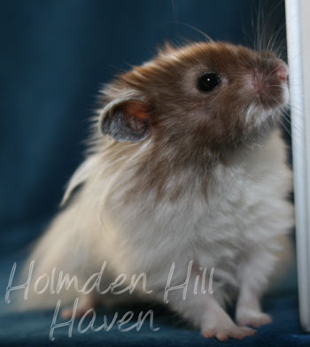 Skeebo- Extreme Dilute Black Recessive Dappled Longhaired Syrian Hamster