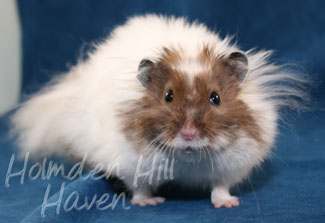 Skeebo- Extreme Dilute Black Recessive Dappled Longhaired Syrian Hamster