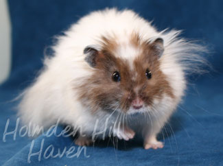 Skeebo- Extreme Dilute Black Recessive Dappled Longhaired Syrian Hamster