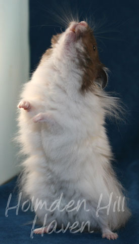 Skeebo- Extreme Dilute Black Recessive Dappled Longhaired Syrian Hamster