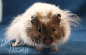 Skeebo- Extreme Dilute Black Recessive Dappled Longhaired Syrian Hamster