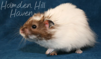 Skeebo- Extreme Dilute Black Recessive Dappled Longhaired Syrian Hamster