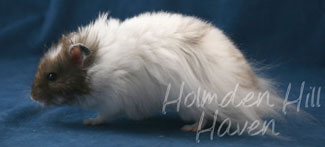 Skeebo- Extreme Dilute Black Recessive Dappled Longhaired Syrian Hamster