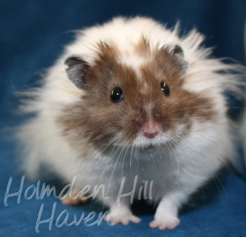 Skeebo- Extreme Dilute Black Recessive Dappled Longhaired Syrian Hamster