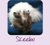 Skeebo