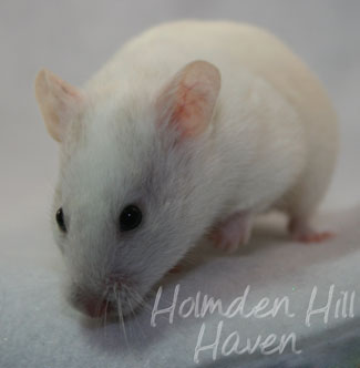 Spectra- Sable Dominant Spot Banded Shorthaired Syrian Hamster