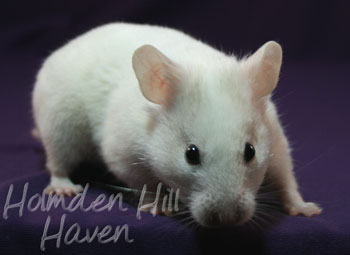 Spectra- Sable Dominant Spot Banded Shorthaired Syrian Hamster