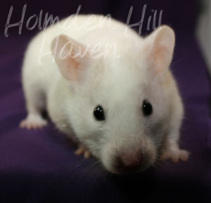 Spectra- Sable Dominant Spot Banded Shorthaired Syrian Hamster