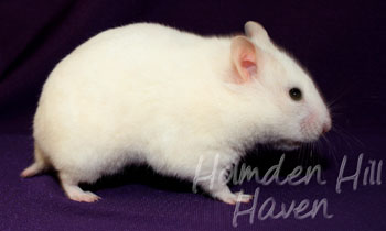 Spectra- Sable Dominant Spot Banded Shorthaired Syrian Hamster