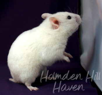 Spectra- Sable Dominant Spot Banded Shorthaired Syrian Hamster