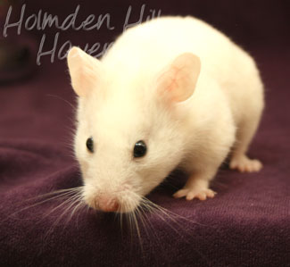 Spectra- Sable Dominant Spot Banded Shorthaired Syrian Hamster