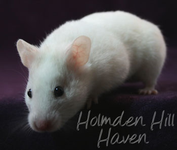 Spectra- Sable Dominant Spot Banded Shorthaired Syrian Hamster