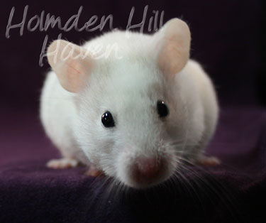 Spectra- Sable Dominant Spot Banded Shorthaired Syrian Hamster
