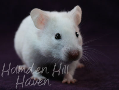 Spectra- Sable Dominant Spot Banded Shorthaired Syrian Hamster