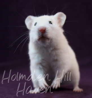 Spectra- Sable Dominant Spot Banded Shorthaired Syrian Hamster