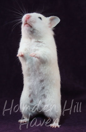 Spectra- Sable Dominant Spot Banded Shorthaired Syrian Hamster