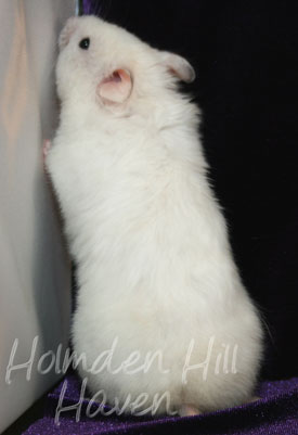 Starry Eyed Surprise- Black Eyed Cream Dominant Spot Longhaired Syrian Hamster