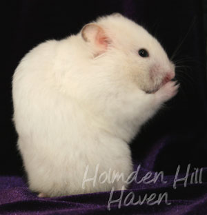 Starry Eyed Surprise- Black Eyed Cream Dominant Spot Longhaired Syrian Hamster