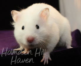 Starry Eyed Surprise- Black Eyed Cream Dominant Spot Longhaired Syrian Hamster