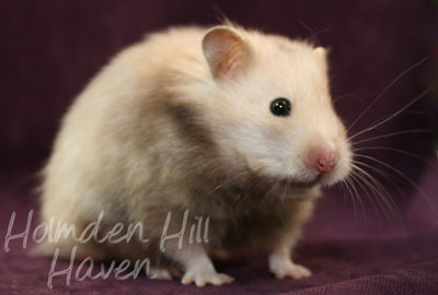 Suni- Heterozygous Silver Beige Tortoiseshell Umbrous Longhaired Syrian Hamster