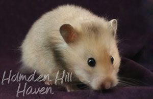 Suni- Heterozygous Silver Beige Tortoiseshell Umbrous Longhaired Syrian Hamster