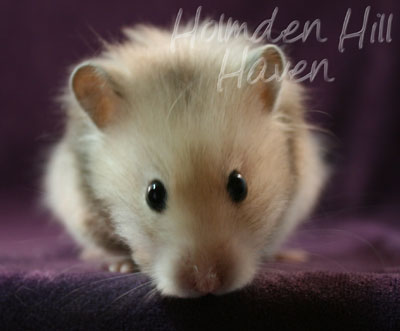 Suni- Heterozygous Silver Beige Tortoiseshell Umbrous Longhaired Syrian Hamster