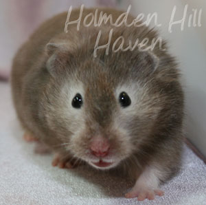 Sylvia- Heterozygous Silver Sable Longhaired Syrian Hamster