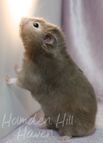 Sylvia- Heterozygous Silver Sable Longhaired Syrian Hamster