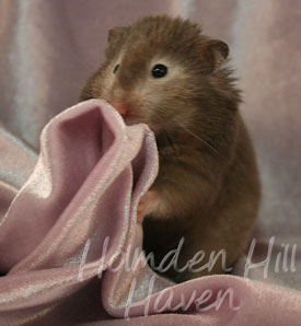 Sylvia- Heterozygous Silver Sable Longhaired Syrian Hamster