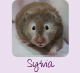 Sylvia