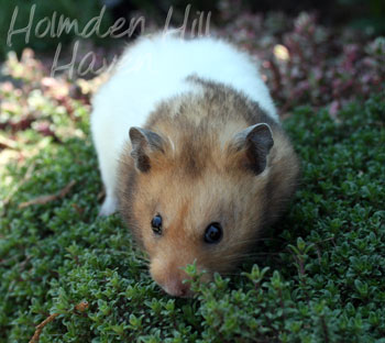 Triad- Yellow Black Banded Shorthaired Syrian Hamster