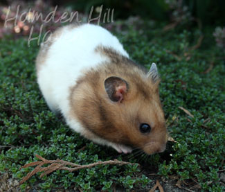 Triad- Yellow Black Banded Shorthaired Syrian Hamster