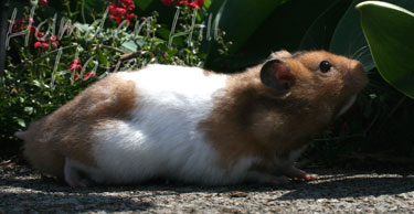 Triad- Yellow Black Banded Shorthaired Syrian Hamster