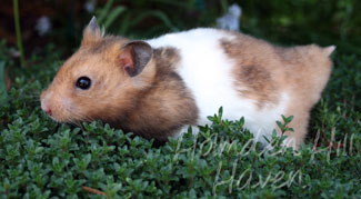 Triad- Yellow Black Banded Shorthaired Syrian Hamster