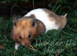 Triad- Yellow Black Banded Shorthaired Syrian Hamster