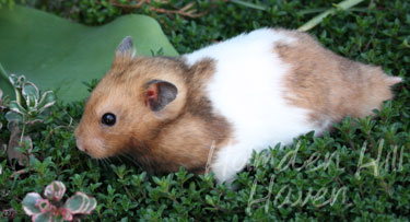 Triad- Yellow Black Banded Shorthaired Syrian Hamster