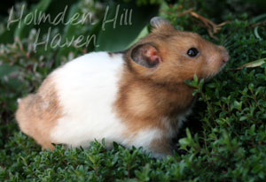 Triad- Yellow Black Banded Shorthaired Syrian Hamster